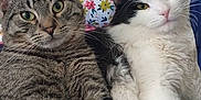 Hero And Tig is registered to the contest to win money with this photo: cat, tabby_cat, black_and_white_cat, pets, indoor, couch, pillow, floral_pattern, textile, relaxing, feline, whiskers, ears, eyes, fur, closeup, companion, cozy, resting, domestic_animal