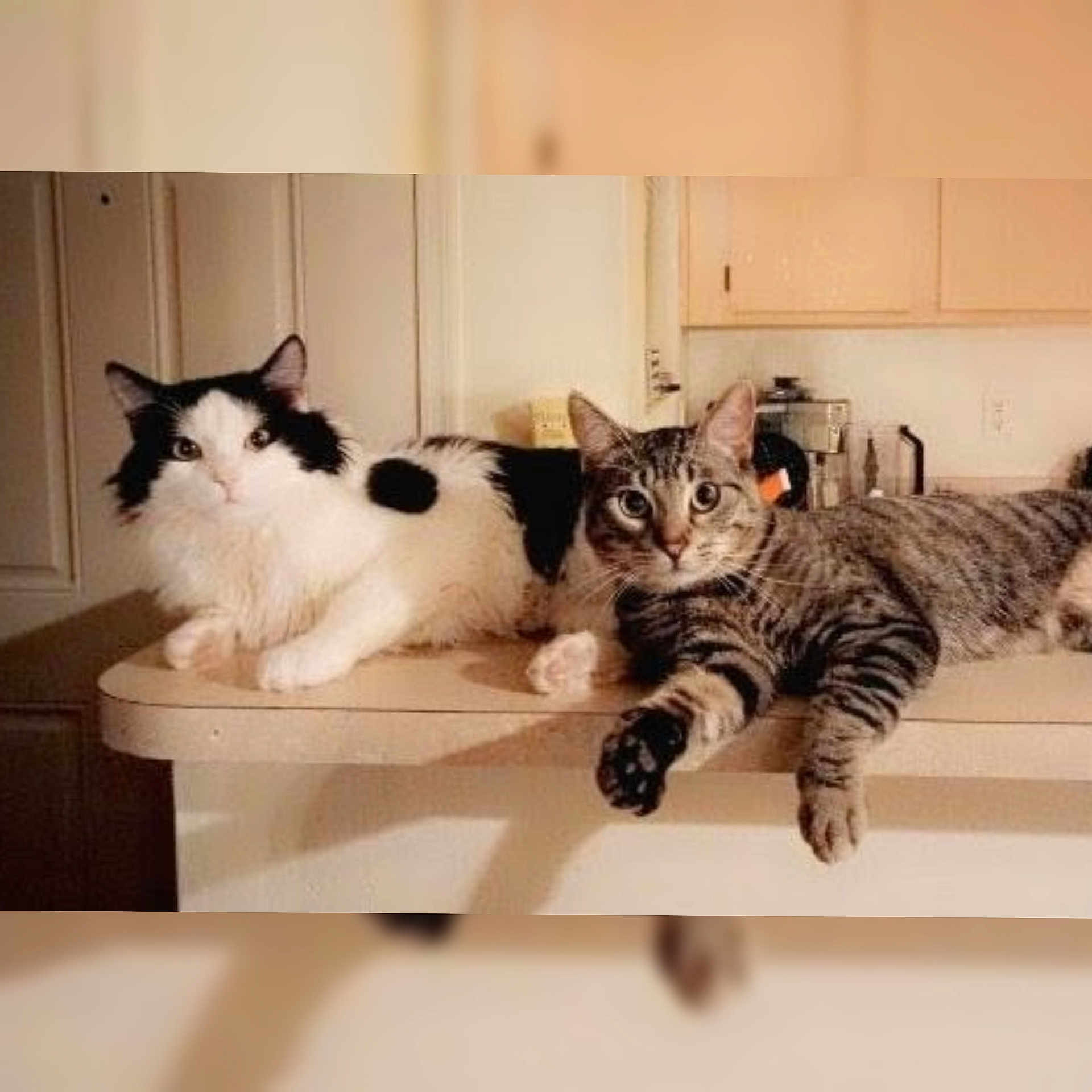 Hero And Tig joined the competition — help win amazing prizes! cat, cats, tabby_cat, black_and_white_cat, pets, indoor, kitchen, counter, feline, animal, resting, lying_down, domestic_animal, two_animals, looking, whiskers, ears, fur, cute, companions