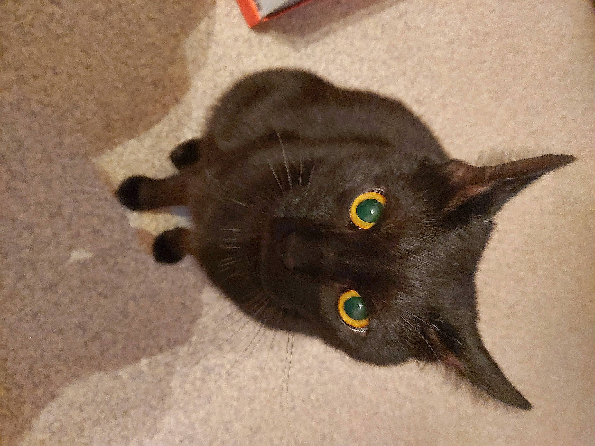 Loki a rejoint le concours — aidez-le/la à gagner de superbes lots ! black_cat, bombay, carnivore, cat, claw, domestic_short_haired_cat, felidae, fur, havana_brown, paw, plant, small_to_medium_sized_cats, snout, tail, terrestrial_animal, whiskers