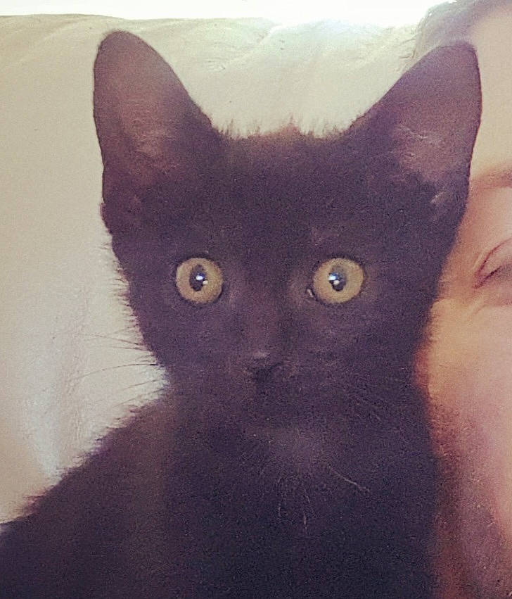 Loki participe au concours pour gagner de l'argent avec cette photo : art, black_cat, carnivore, cat, domestic_short_haired_cat, felidae, fur, illustration, small_to_medium_sized_cats, snout, tail, visual_arts, whiskers