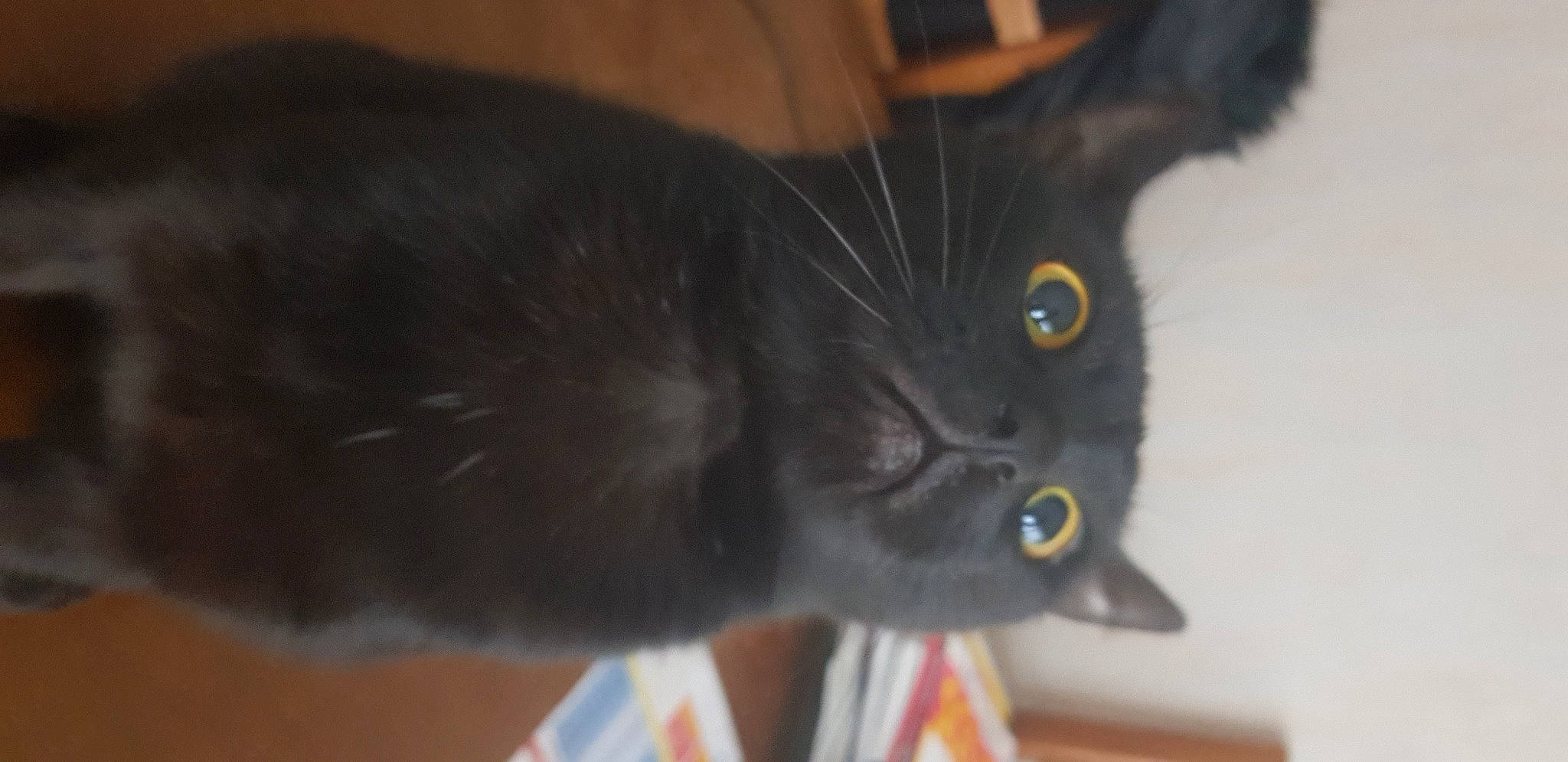 Loki participe au concours pour gagner de l'argent avec cette photo : black_cat, carnivore, cat, domestic_short_haired_cat, felidae, fur, small_to_medium_sized_cats, snout, terrestrial_animal, whiskers