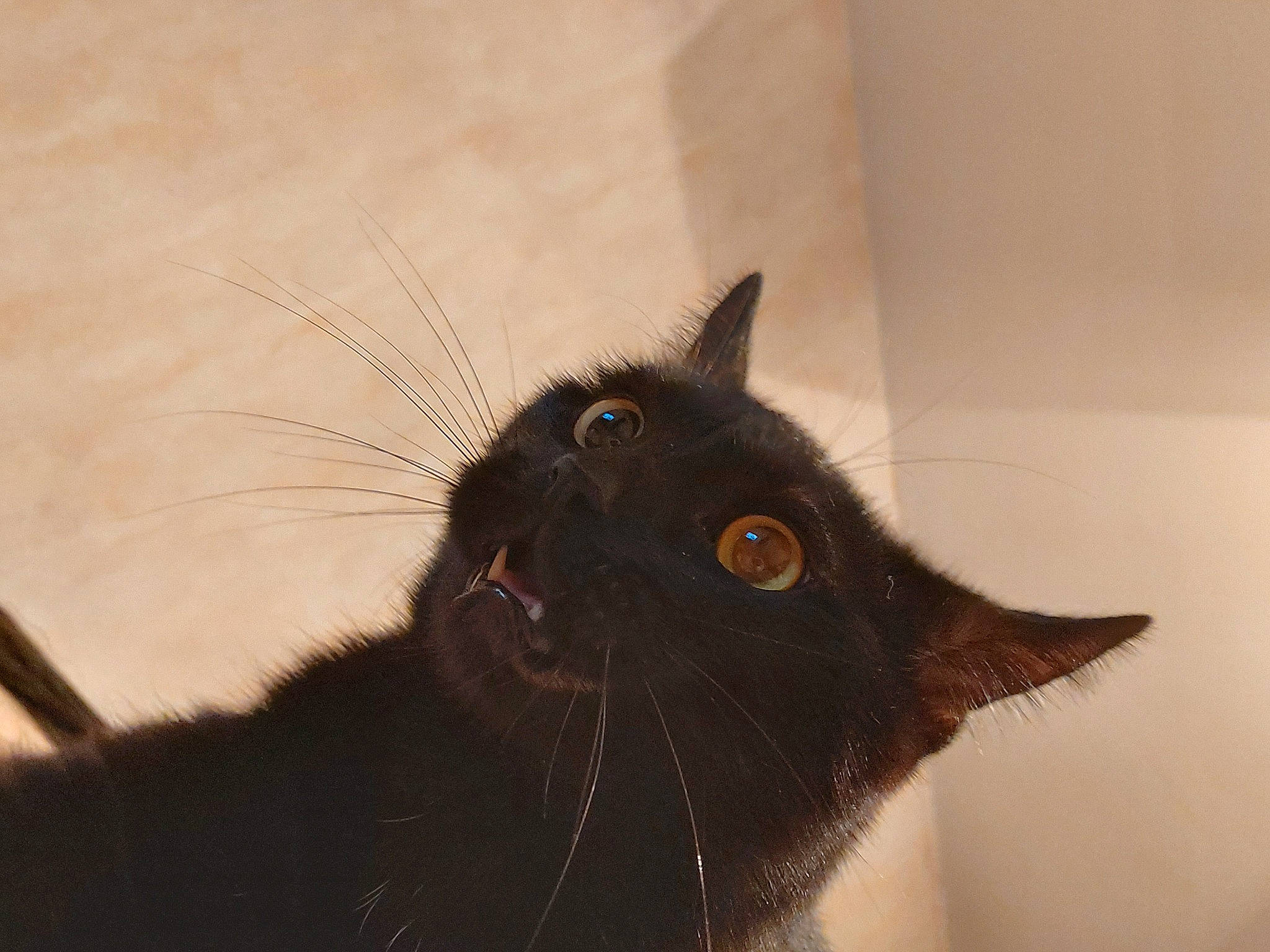 Loki participe au concours pour gagner de l'argent avec cette photo : black_cat, brown, carnivore, cat, domestic_short_haired_cat, ear, felidae, fur, small_to_medium_sized_cats, snout, tail, terrestrial_animal, whiskers