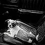 Tater joined the competition — help win amazing prizes! animal, black_and_white, canine, car_interior, companion, cute, dog, domestic_animal, floor_mat, leather_seat, looking_back, pet, portrait, relaxed, seat, small_dog, transportation, vehicle, vintage, window_handle