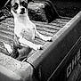 Tater is registered to the contest to win money with this photo: animal, black_and_white, canine, curious, dog, ears, fur, looking, metal_surface, outdoor, paw, pet, pickup_truck, portrait, rustic, small_dog, standing, tail, truck_bed, vehicle