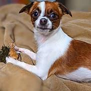 Tater is registered to the contest to win money with this photo: animal, blanket, brown_and_white, curious, cute, dog, domestic_animal, ears, face, fur, indoor, looking, lying_down, mammal, pet, plush_toy, resting, small_dog, soft_texture, toy