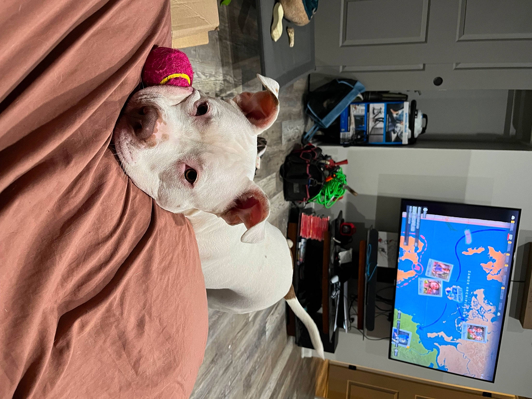 Poppy is registered to the contest to win money with this photo: carnivore, companion_dog, display_device, dog_breed, event, fawn, felidae, fictional_character, fun, fur, machine, mascot, plush, room, snout, stuffed_toy, teddy_bear, toy, tree, whiskers