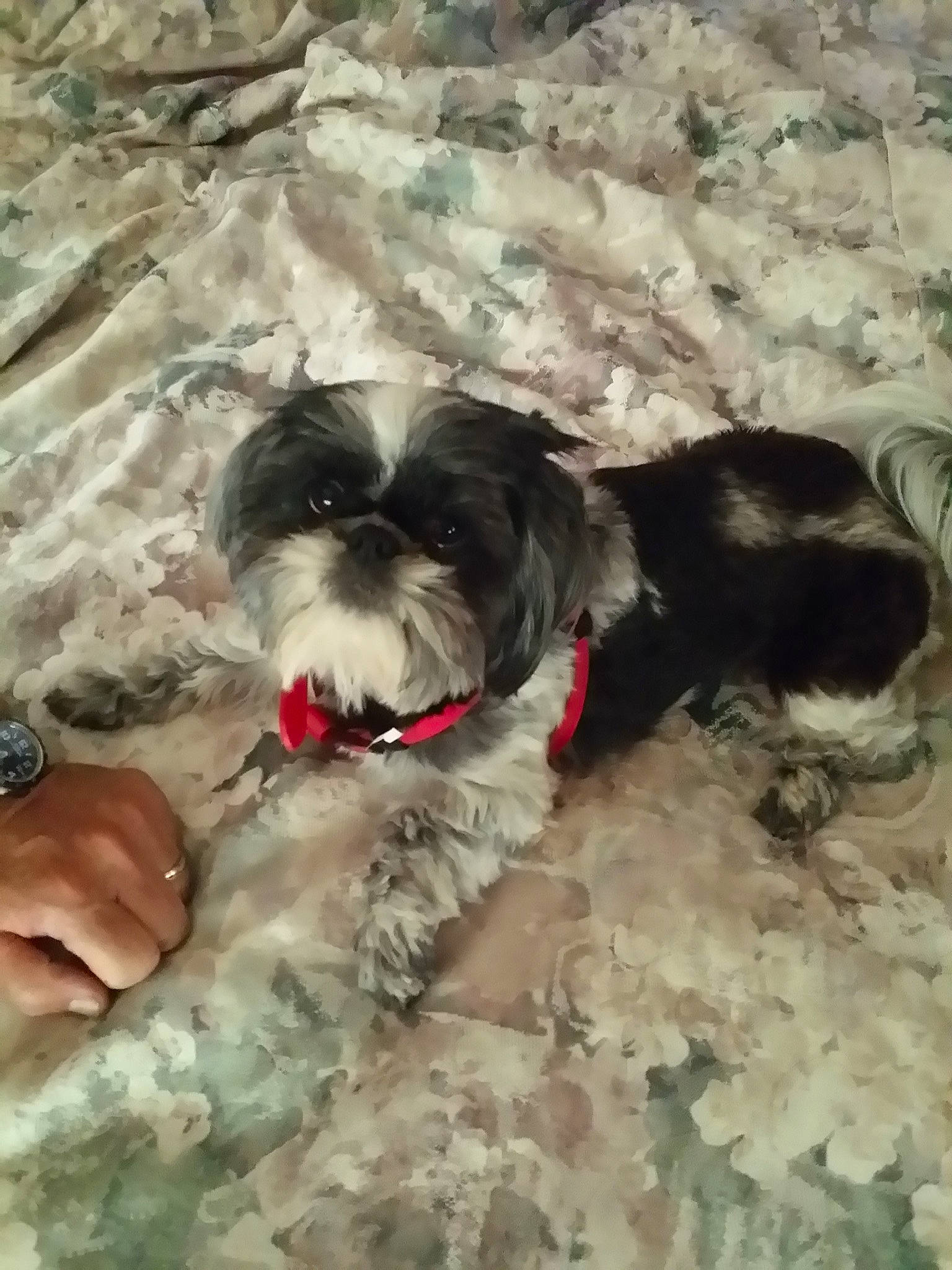 Jazzy joined the competition — help win amazing prizes! bracelet, canidae, carnivore, companion_dog, dog, dog_breed, dog_supply, nail, non_sporting_group, pekapoo, puppy, shih_poo, shih_tzu, small_terrier, snout, terrier, toy_dog, working_animal, working_dog