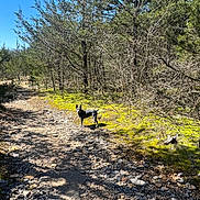 Perkins Workman is registered to the contest to win money with this photo: adventure, animal, bark, canine, daytime, dog, forest, greenery, landscape, moss, nature, outdoor, path, rocks, scenery, sunlight, trail, trees, wilderness, wildlife