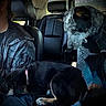 Perkins Workman is registered to the contest to win money with this photo: animal, black_puppy, blue_heeler, camo_jacket, car_interior, closeup, collar, curious, daylight, dog, driver, headrest, leather_seat, pet, puppy, seat, side_view, sleeping, vehicle, window