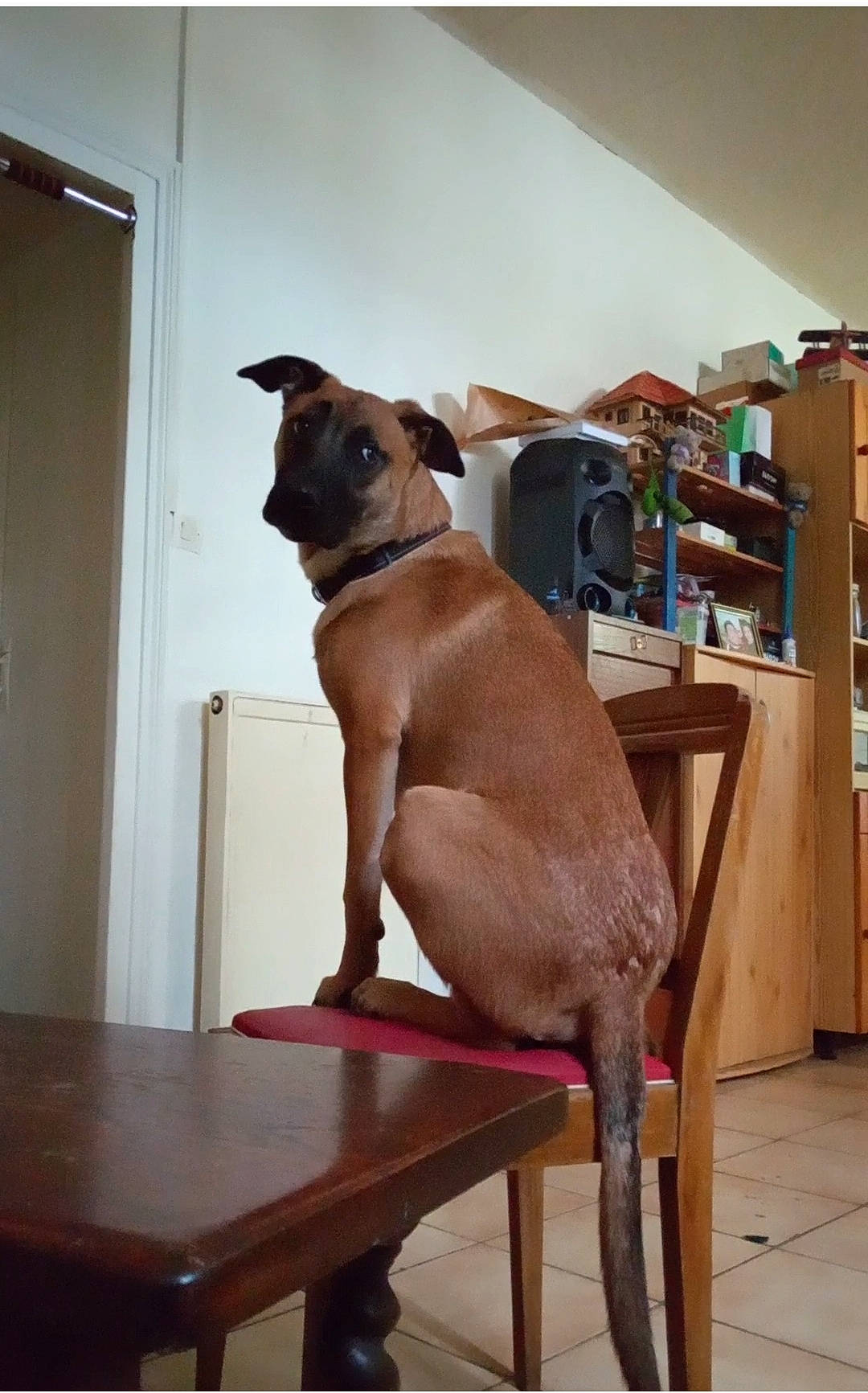 Marley participe au concours pour gagner de l'argent avec cette photo : canidae, carnivore, chair, collar, comfort, companion_dog, dog, dog_breed, door, fawn, flooring, hardwood, liver, shelf, snout, sporting_group, table, tail, wood, working_animal