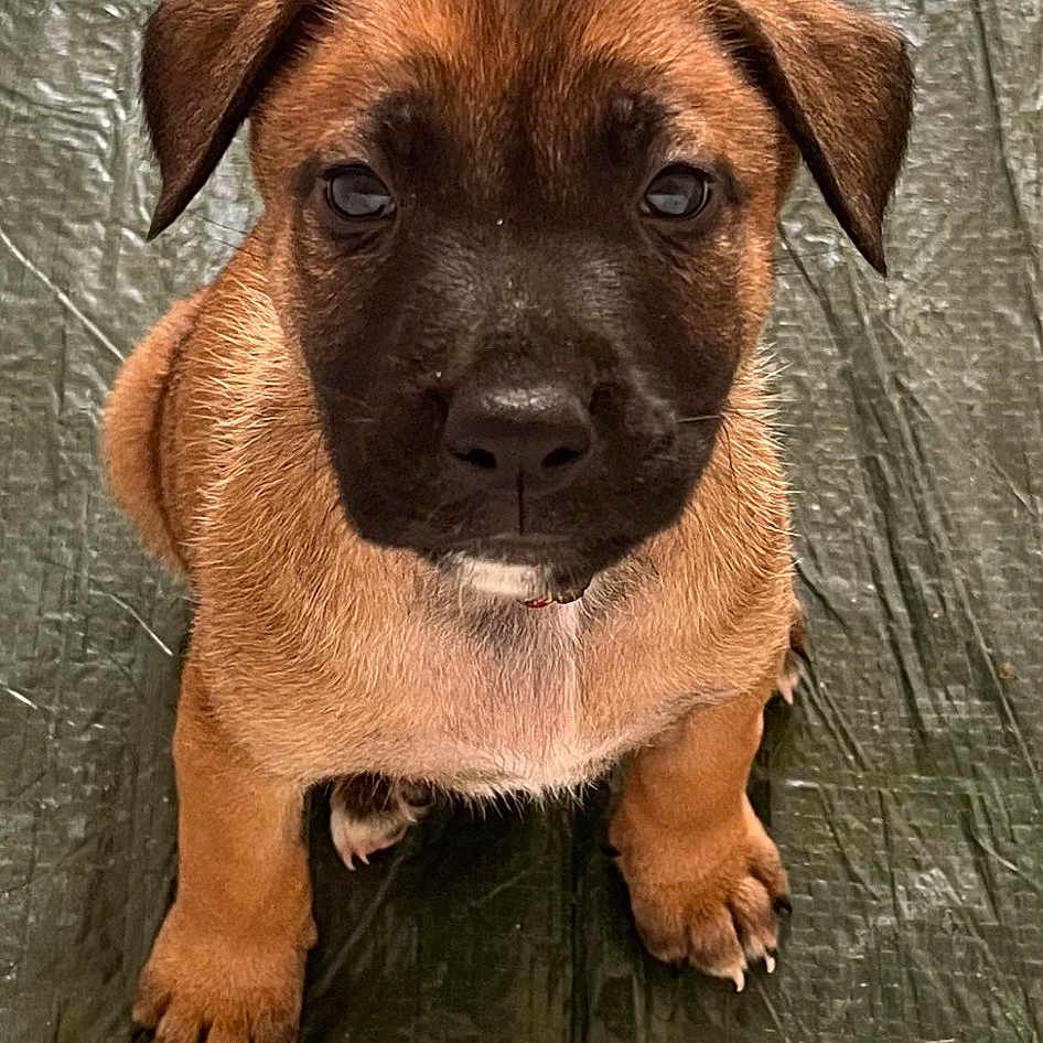 Marley