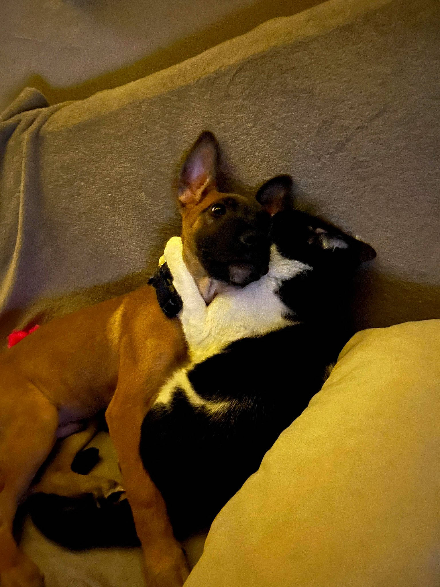 Marley participe au concours pour gagner de l'argent avec cette photo : ancient_dog_breeds, basenji, carnivore, comfort, companion_dog, dog, dog_breed, felidae, human_leg, linens, nap, non_sporting_group, paw, sighthound, slipcover, small_to_medium_sized_cats, sporting_group, tail, toy_dog, whiskers