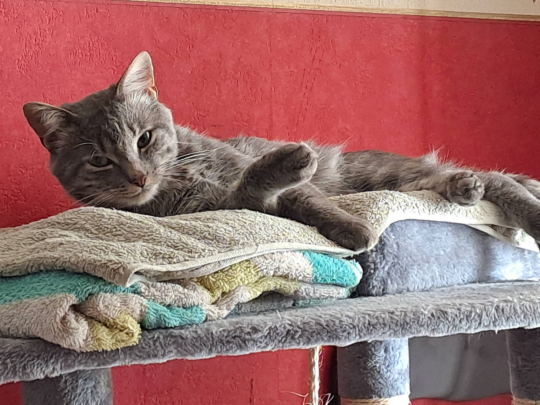 Crapule a rejoint le concours — aidez-le/la à gagner de superbes lots ! carnivore, cat, comfort, domestic_short_haired_cat, electric_blue, felidae, fur, grey, mammal, nap, russian_blue, sitting, small_to_medium_sized_cats, snout, tail, thread, vertebrate, whiskers, window, wood