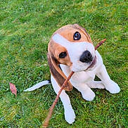 Luna a rejoint le concours — aidez-le/la à gagner de superbes lots ! puppy, dog, grass, outdoor, chewing, stick, cute, pet, animal, brown, white, ears, sitting, playful, young, nature, canine, fur, adorable, head_tilt