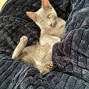 Mystigri a rejoint le concours — aidez-le/la à gagner de superbes lots ! animal, blanket, cat, closeup, comfort, cozy, cute, domestic_animal, feline, fur, gray_cat, indoor, lying_down, paw, pet, relaxed, resting, soft, texture, yellow_eyes