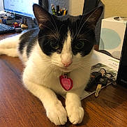 Tia joined the competition — help win amazing prizes! cat, black_and_white, pet, indoor, desk, wooden_surface, keys, computer, monitor, router, tag, heart_shaped_tag, fur, whiskers, paws, relaxed, electronics, office, technology, home