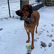 Ulky a rejoint le concours — aidez-le/la à gagner de superbes lots ! dog, snow, toy, outdoor, fence, collar, pet, animal, brown, winter, play, footprints, grass, alert, canine, nature, yard, daylight, standing, watchful