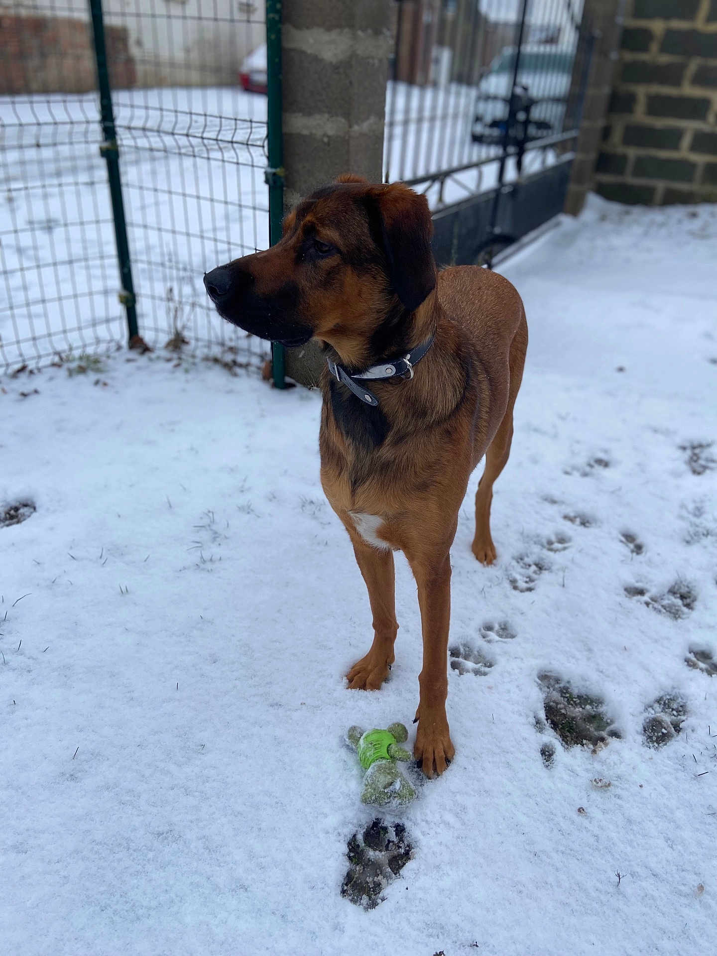 Ulky a rejoint le concours — aidez-le/la à gagner de superbes lots ! dog, snow, toy, outdoor, fence, collar, pet, animal, brown, winter, play, footprints, grass, alert, canine, nature, yard, daylight, standing, watchful