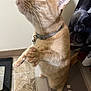 Lil Dude is registered to the contest to win money with this photo: cat, orange_tabby, indoor, curious, standing, hind_legs, paws, collar, bell, tile_floor, bath_mat, clothing, pet, feline, whiskers, ears, close_up, looking_up, domestic_animal, cute