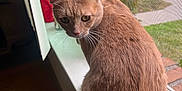Lil Dude is registered to the contest to win money with this photo: cat, ginger_cat, windowsill, indoor, pet, animal, whiskers, fur, window_screen, curious, looking_back, suburban, daylight, houseplant, wood_floor, vent, quiet, domestic, closeup, feline