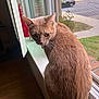 animal, cat, closeup, curious, daylight, domestic, feline, fur, ginger_cat, houseplant, indoor, looking_back, pet, quiet, suburban, vent, whiskers, window_screen, windowsill, wood_floor