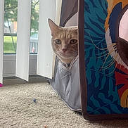 Lil Dude joined the competition — help win amazing prizes! cat, orange_tabby, cat_house, fabric, window, vertical_blinds, carpet, indoor, pet, curious, animal, home, cozy, natural_light, feline, peeking, colorful, quiet, domestic, soft_light