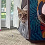 cat, orange_tabby, cat_house, fabric, window, vertical_blinds, carpet, indoor, pet, curious, animal, home, cozy, natural_light, feline, peeking, colorful, quiet, domestic, soft_light