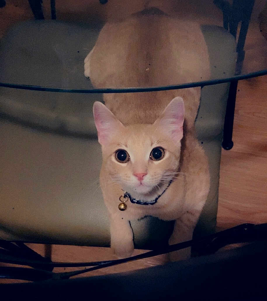 Lil Dude