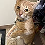 Lil Dude is registered to the contest to win money with this photo: cat, ginger_cat, pet, indoor, bathroom, tile_floor, collar, bell, curious, standing, feline, whiskers, ears, eyes, fur, domestic_animal, mammal, looking, cute, home