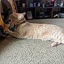 cat, ginger_cat, carpet, tent, curious, indoor, pet, paw, collar, shelf, framed_photo, gaming_console, decor, cozy, home, furniture, curiosity, playful, animal, orange_cat