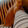 animal, back_view, cat, cozy, curious, daylight, domestic_animal, feline, furniture, home, indoor, orange_cat, pet, relaxed, sitting, soft_light, striped_couch, striped_pattern, window, zebra_pattern