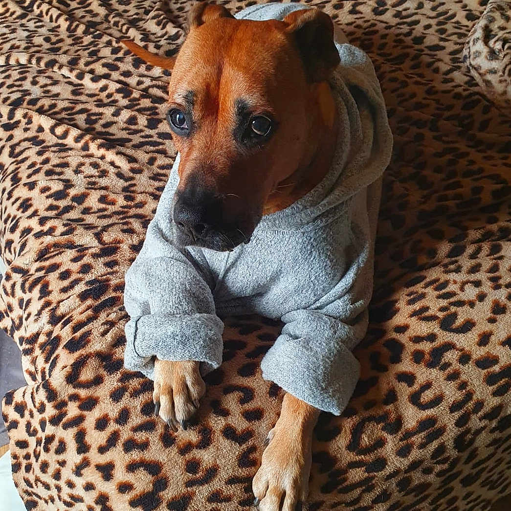 Shafte a rejoint le concours — aidez-le/la à gagner de superbes lots ! animal, blanket, boxer, bulldog, canine, clothing, cushion, dog, dogbed, homedecor, pet, puppy, sleeve, snout