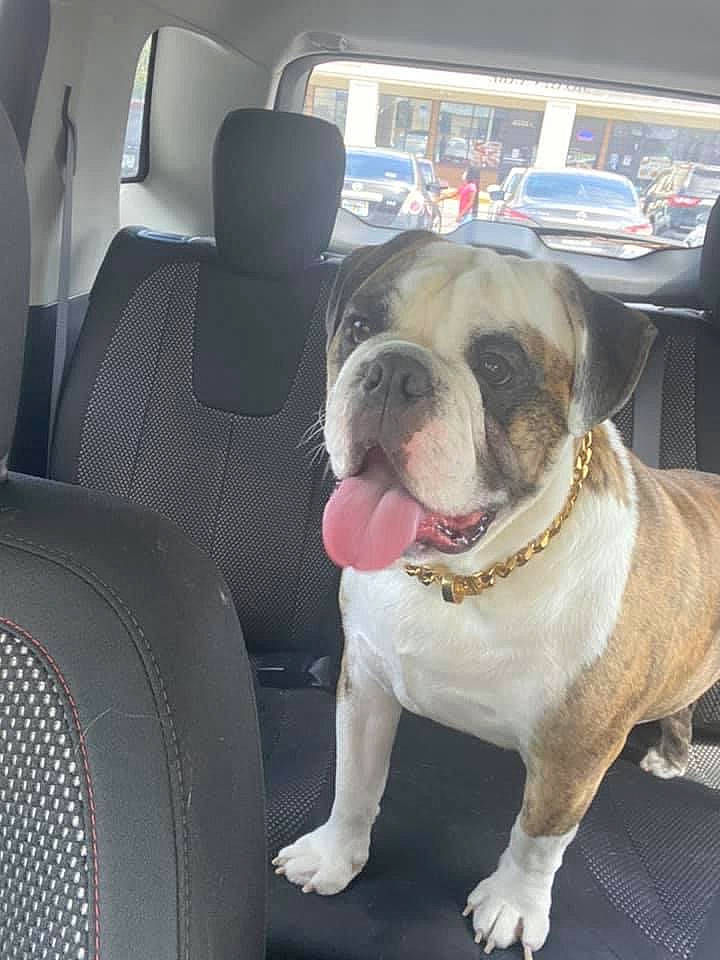 Biggie Smalls is registered to the contest to win money with this photo: bulldog, car, car_seat, car_seat_cover, carnivore, collar, comfort, companion_dog, dog, dog_breed, dog_collar, fawn, head_restraint, snout, sporting_group, vehicle, vehicle_door, window, working_animal, wrinkle
