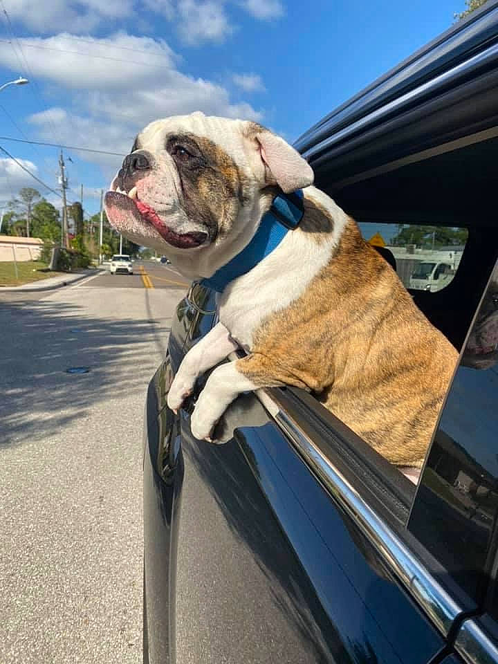 Biggie Smalls is registered to the contest to win money with this photo: automotive_exterior, automotive_lighting, car, carnivore, cloud, collar, companion_dog, dog, dog_breed, dog_collar, fawn, hood, leash, pet_supply, plant, sky, snout, sporting_group, vehicle_door, working_animal