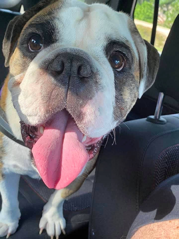 Biggie Smalls joined the competition — help win amazing prizes! bulldog, canidae, carnivore, collar, comfort, companion_dog, dog, dog_breed, dog_collar, fawn, fur, paw, pet_supply, puppy_love, snout, sporting_group, toy_dog, whiskers, working_animal, wrinkle