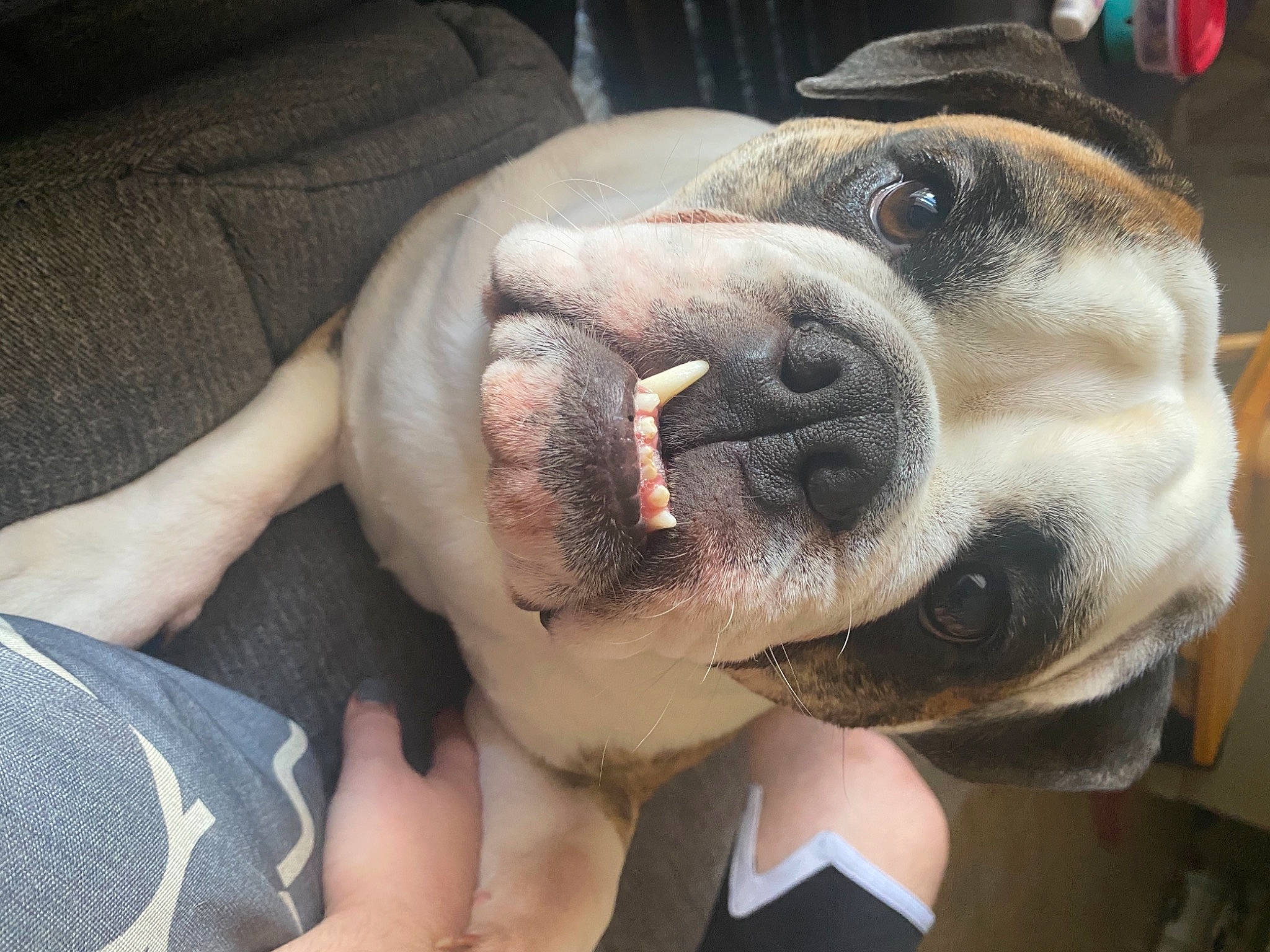 Biggie Smalls joined the competition — help win amazing prizes! canidae, carnivore, collar, comfort, companion_dog, dog, dog_breed, dog_collar, dog_supply, ear, fawn, fur, jaw, pet_supply, selfie, snout, sporting_group, whiskers, working_animal, wrinkle