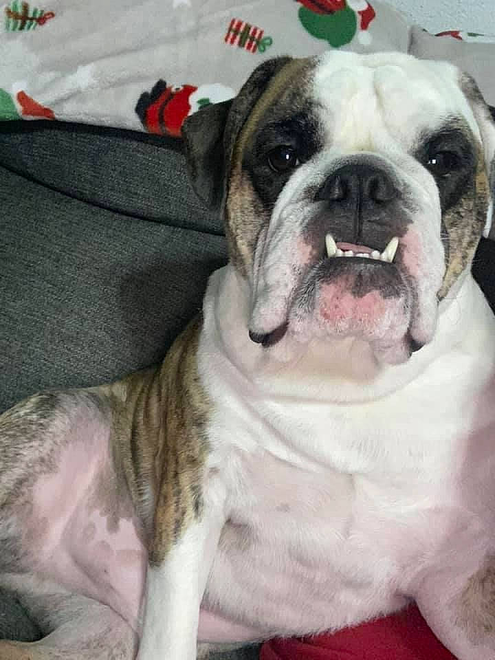 Biggie Smalls is registered to the contest to win money with this photo: bulldog, canidae, carnivore, collar, comfort, companion_dog, dog, dog_breed, dog_collar, fawn, fur, molosser, paw, puppy_love, snout, sporting_group, whiskers, white, working_animal, wrinkle