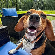 Sugar is registered to the contest to win money with this photo: dog, beagle, smiling, outdoor, wicker_furniture, blue_cushion, greenery, trees, grass, collar, pet, animal, happy, closeup, sunlight, nature, snout, ears, paw, backyard