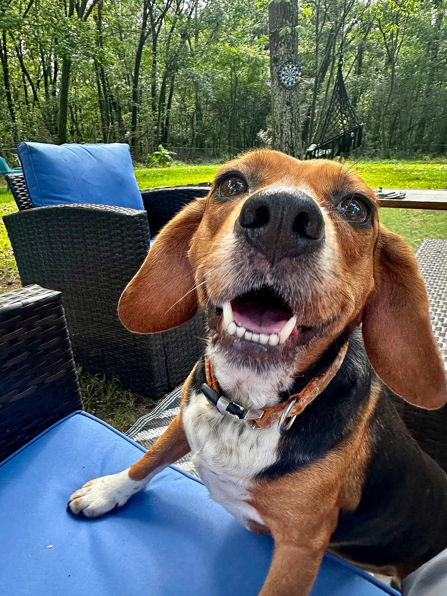 Sugar is registered to the contest to win money with this photo: dog, beagle, smiling, outdoor, wicker_furniture, blue_cushion, greenery, trees, grass, collar, pet, animal, happy, closeup, sunlight, nature, snout, ears, paw, backyard