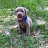 Cooper joined the competition — help win amazing prizes! animal, canine, collar, cute, dog, eyes, fur, grass, greenery, happy, nature, outdoor, pet, playful, puppy, sitting, small, smiling, tongue, young
