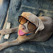 Cooper joined the competition — help win amazing prizes! puppy, dog, sunglasses, car_interior, floor_mat, bone, pet, happy, tongue_out, relaxed, casual, playful, cute, young_dog, animal, companion, domestic_animal, brown_dog, inside_car, chew_toy