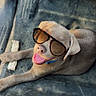 puppy, dog, sunglasses, car_interior, floor_mat, bone, pet, happy, tongue_out, relaxed, casual, playful, cute, young_dog, animal, companion, domestic_animal, brown_dog, inside_car, chew_toy