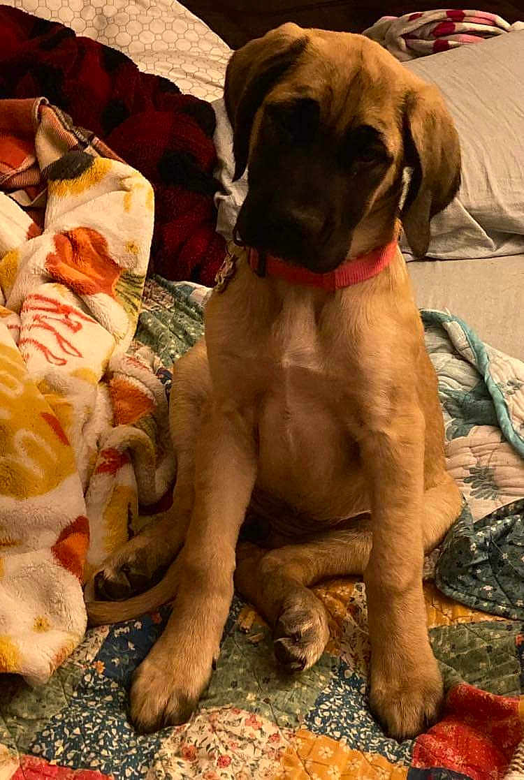 Sophie