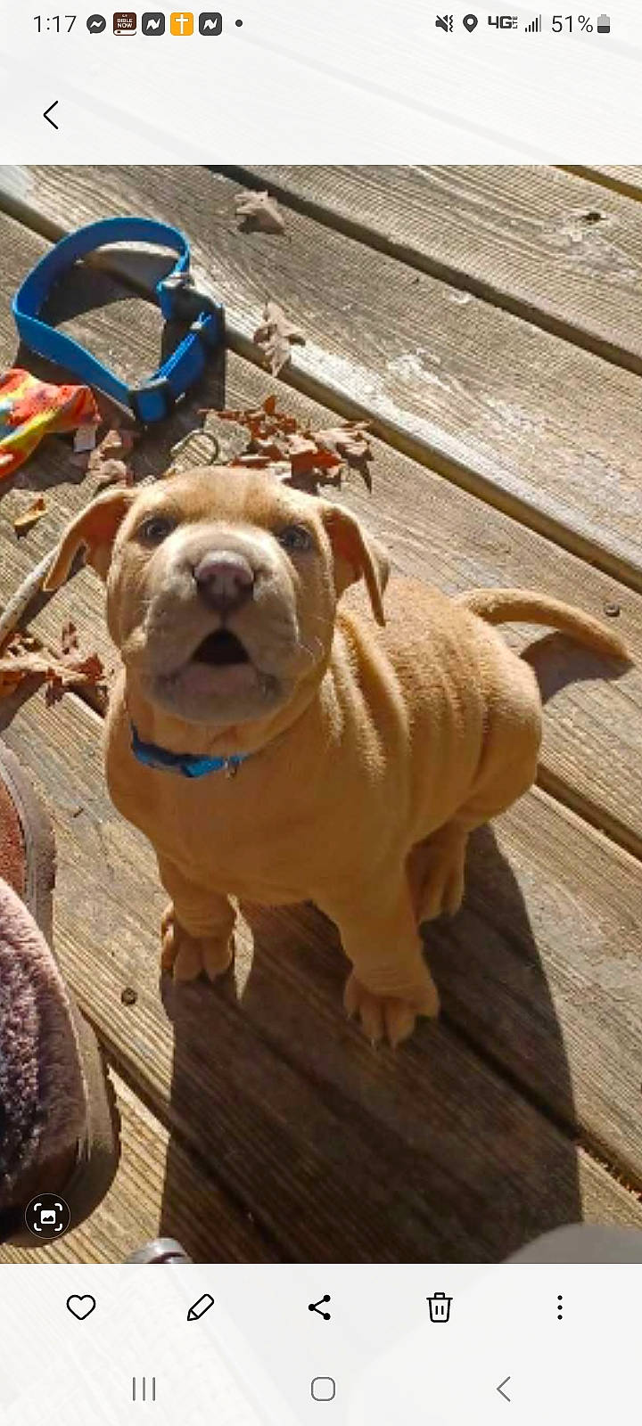 Puddin joined the competition — help win amazing prizes! bulldog, canidae, carnivore, collar, companion_dog, dog, dog_breed, dog_collar, fawn, floor, flooring, hardwood, leash, shar_pei, snout, sporting_group, toy_dog, wood, working_animal, wrinkle