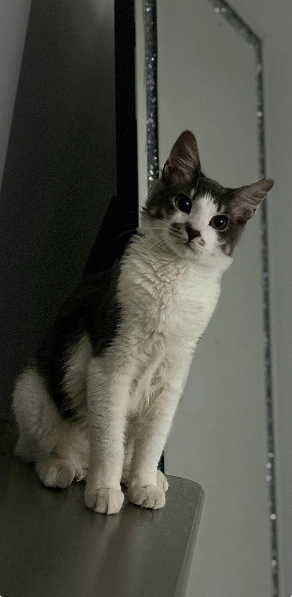 abyssinian, angora, animal, cat, kitten, manx, pet, siamese