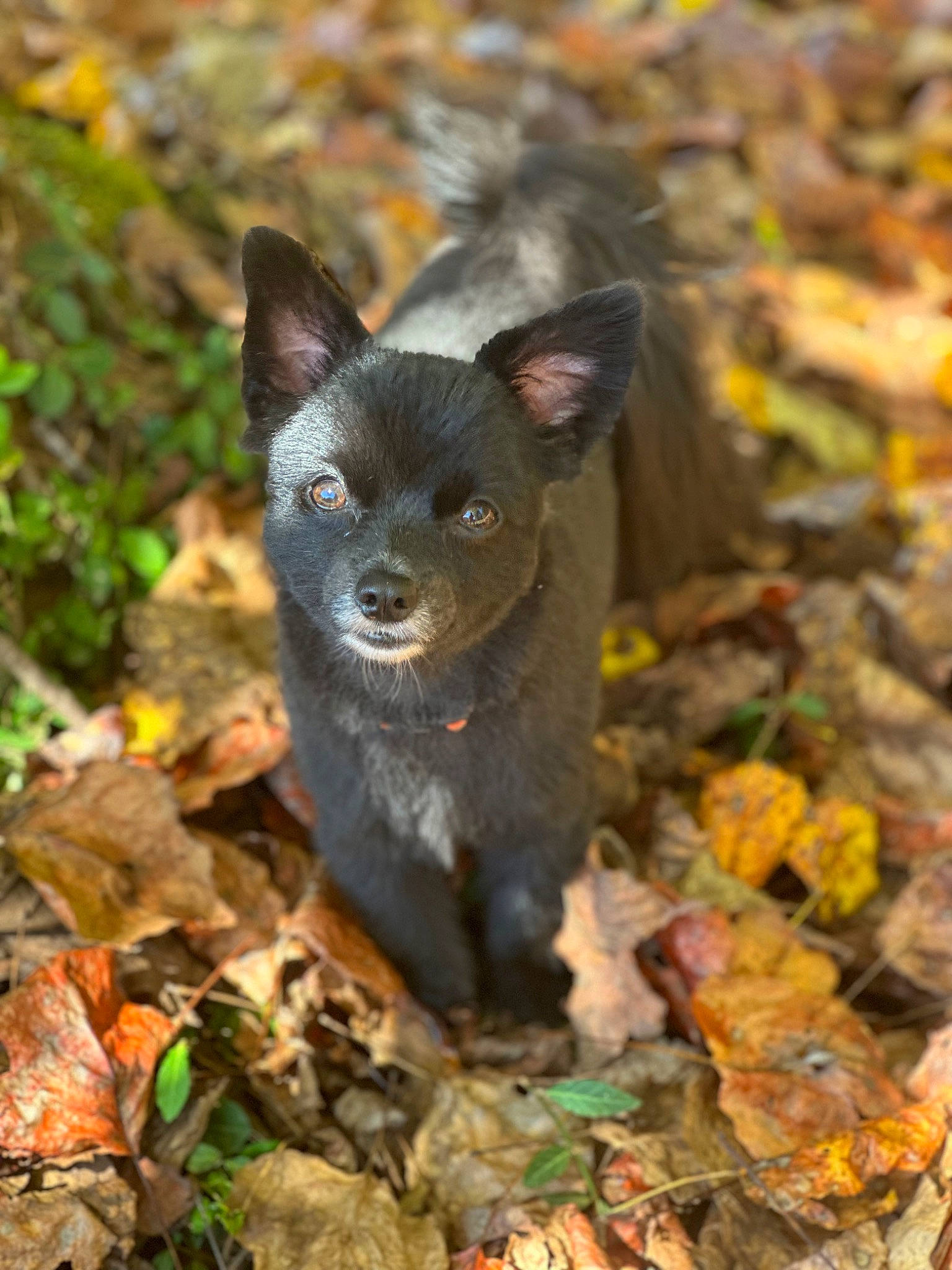 Flash joined the competition — help win amazing prizes! carnivore, dog_breed, fawn, felidae, fur, grass, groundcover, liver, organism, plant, snout, soil, sporting_group, terrestrial_animal, terrestrial_plant, tree, whiskers, wildlife, wood, working_animal