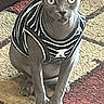 Clyde is registered to the contest to win money with this photo: cat, sphynx_cat, hairless_cat, pet, striped_clothing, indoor, rug, floor, animal, curious, sitting, looking_at_camera, feline, ears, whiskers, domestic_animal, portrait, striped_shirt, home, tile_floor