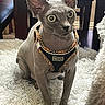 Clyde is registered to the contest to win money with this photo: sphynx_cat, cat, hairless_cat, pet, indoor, furniture, wooden_table, chair, rug, white_rug, animal, domestic_animal, curious, pet_accessory, harness, close_up, looking, large_ears, large_eyes, sitting