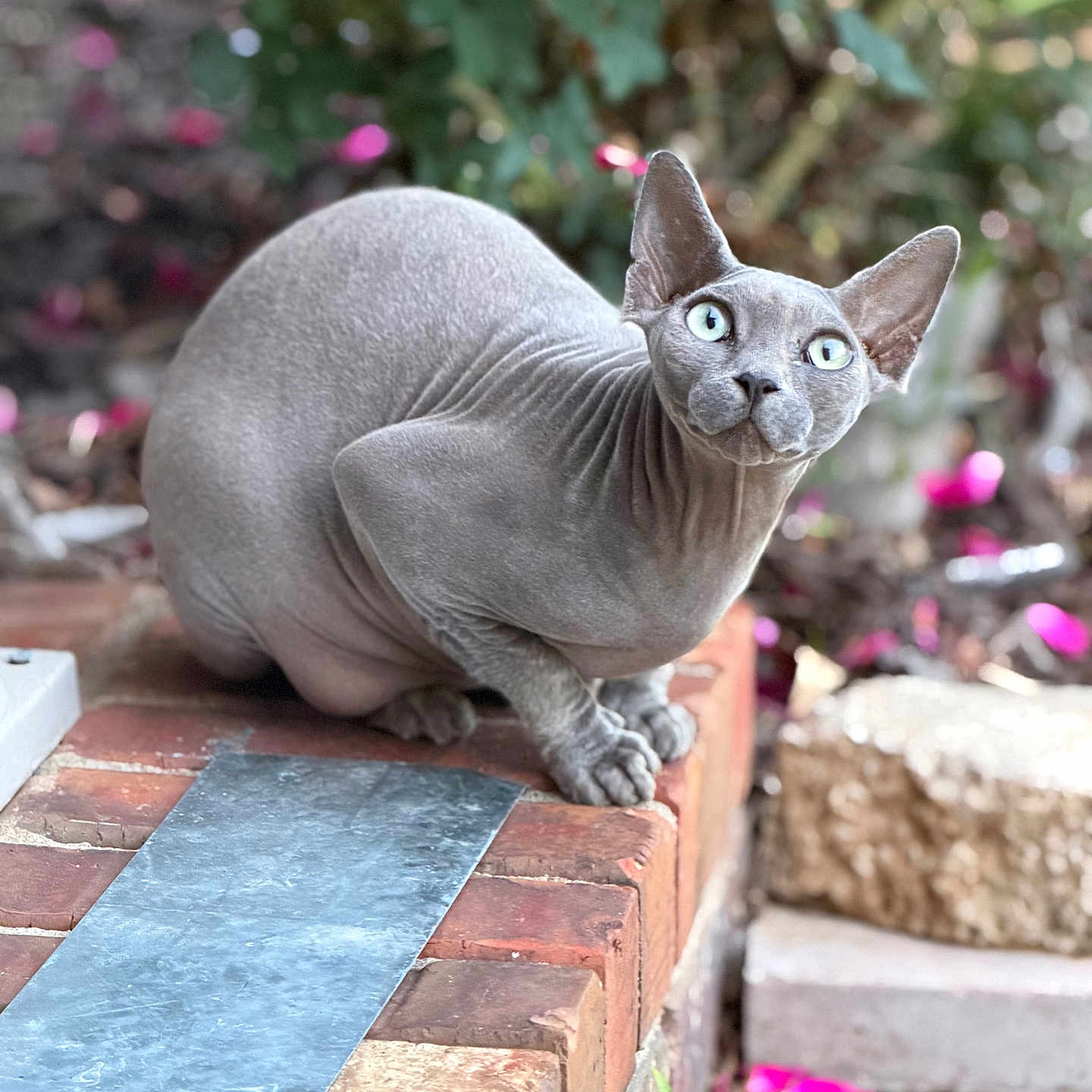 Clyde is registered to the contest to win money with this photo: sphynx_cat, hairless_cat, cat, pet, animal, outdoor, brick, garden, plant, flower, greenery, closeup, feline, alert, curious, blue_eyes, nature, daylight, small_plant, texture