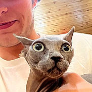 Clyde joined the competition — help win amazing prizes! indoor, person, cat, sphynx_cat, hairless_cat, cap, young_man, hand, wooden_ceiling, light, portrait, closeup, animal, pet, face, expression, holding, casual, smile, eyes